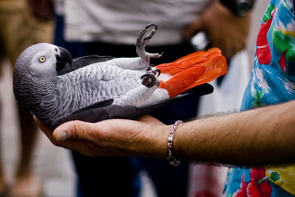 Птица попугай жако