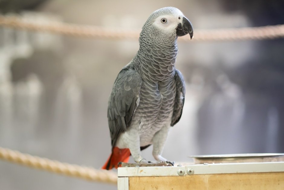 Попугай Королевский жако