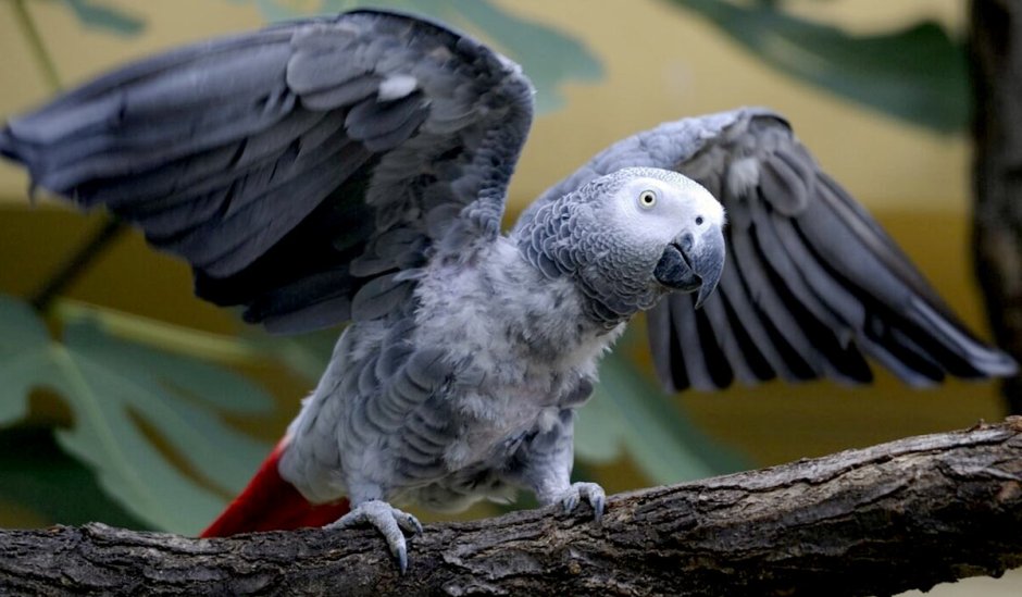 Королевский жако