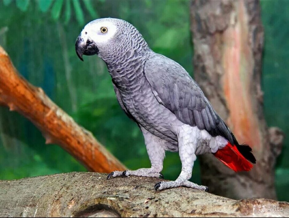 Попугай жако