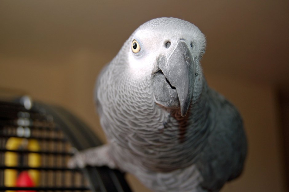 Лапы попугая жаккожако