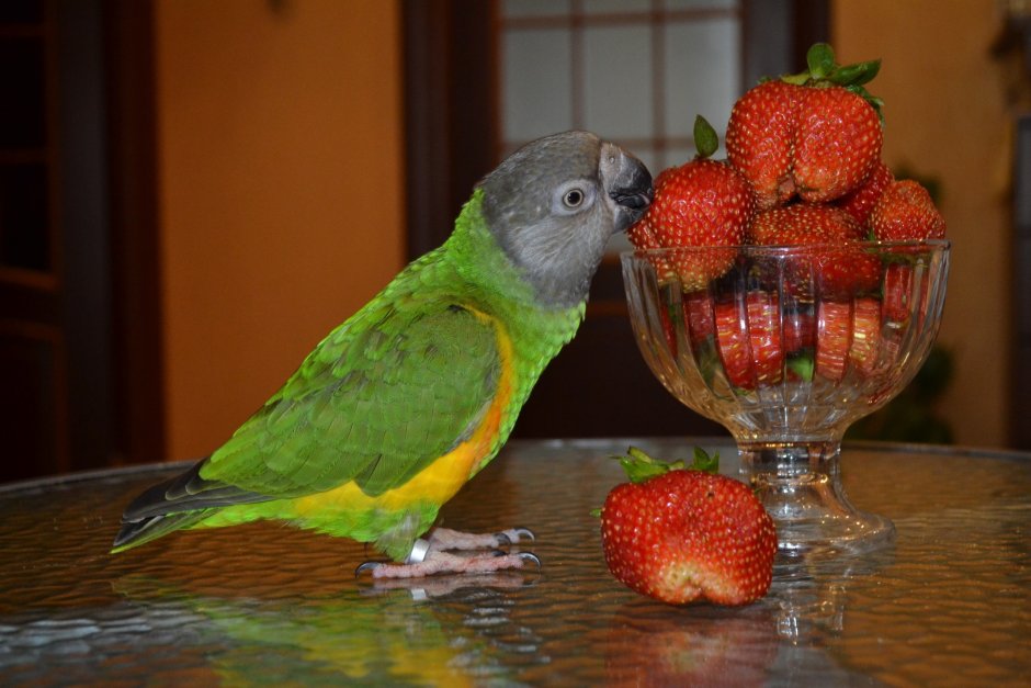 Сенегальский попугай