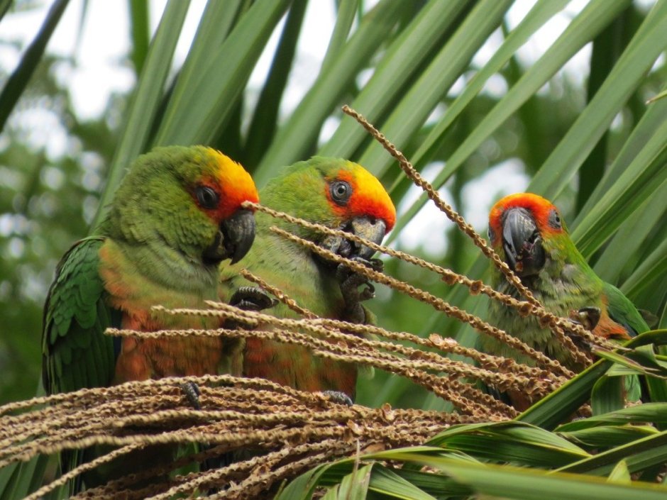 МАРИТАКА это попугай