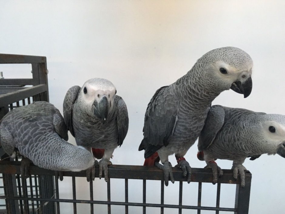 Маленький жако