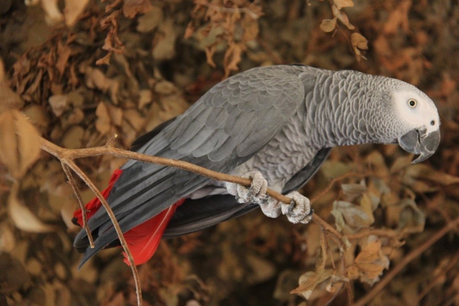 Попугай жако краснохвостый