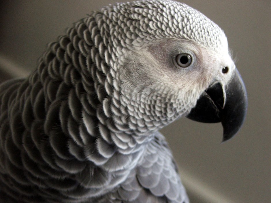 Африканский серый попугай Нкизи