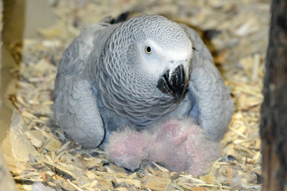 Краснохвостый жако Королевский