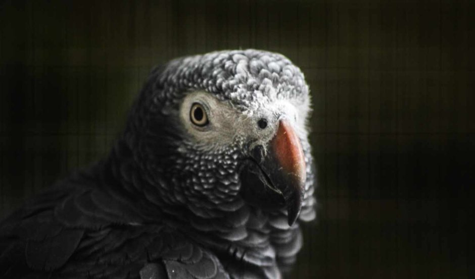 Серый белый черный попугай