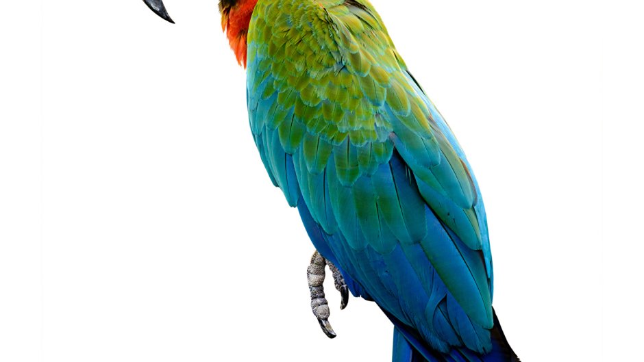 Попугай Какаду