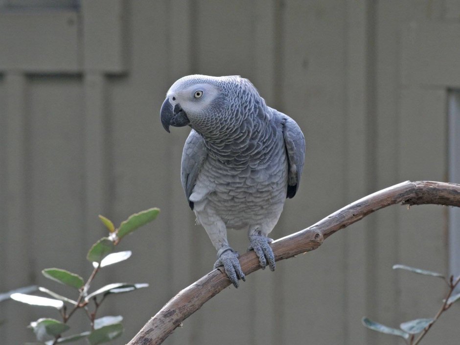 Серый попугай жако