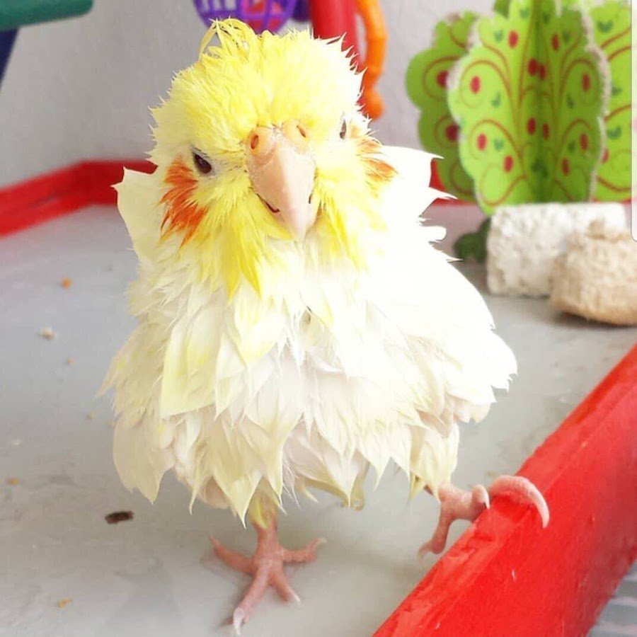 Няшный попугай