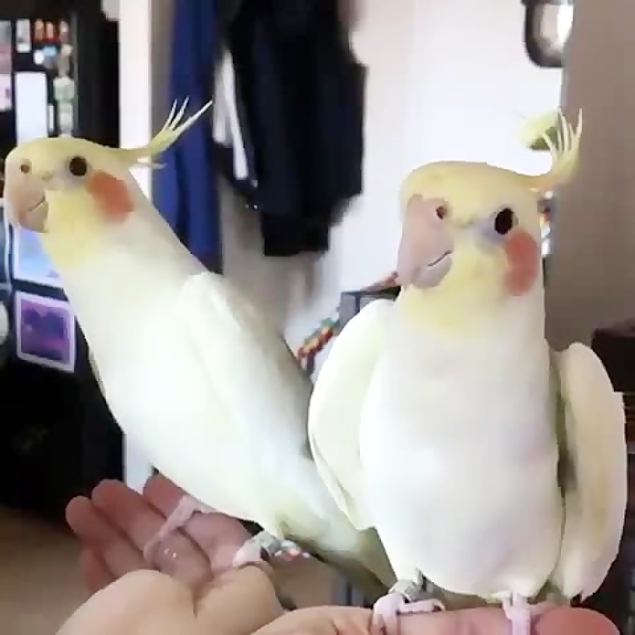 Поющий попугай темная ночь видео