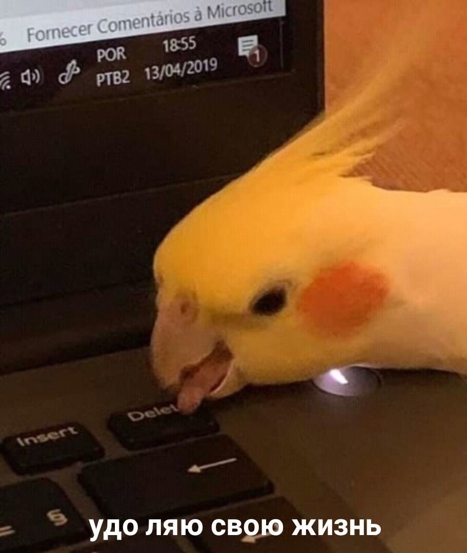 Доброе утро попугайчики