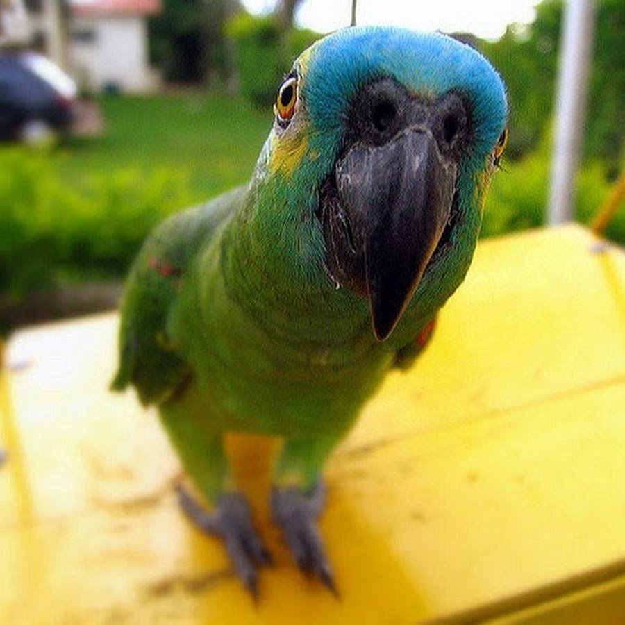 Кореллы комиксы