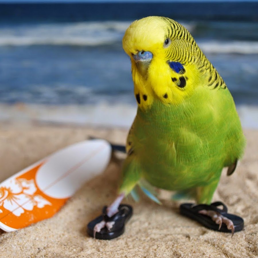 Попугай прикол