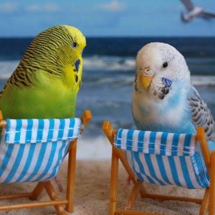 Взъерошенный попугай