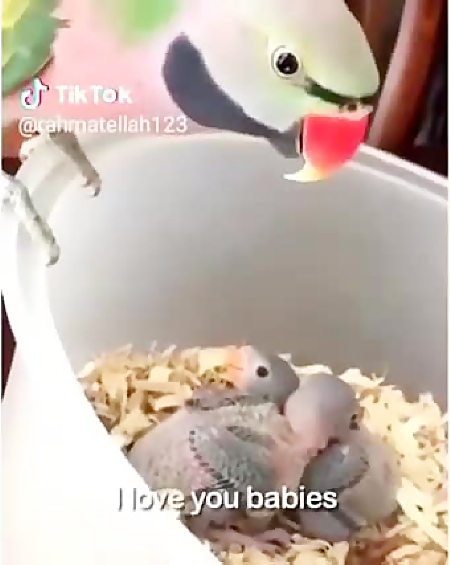 Смешные попугаи