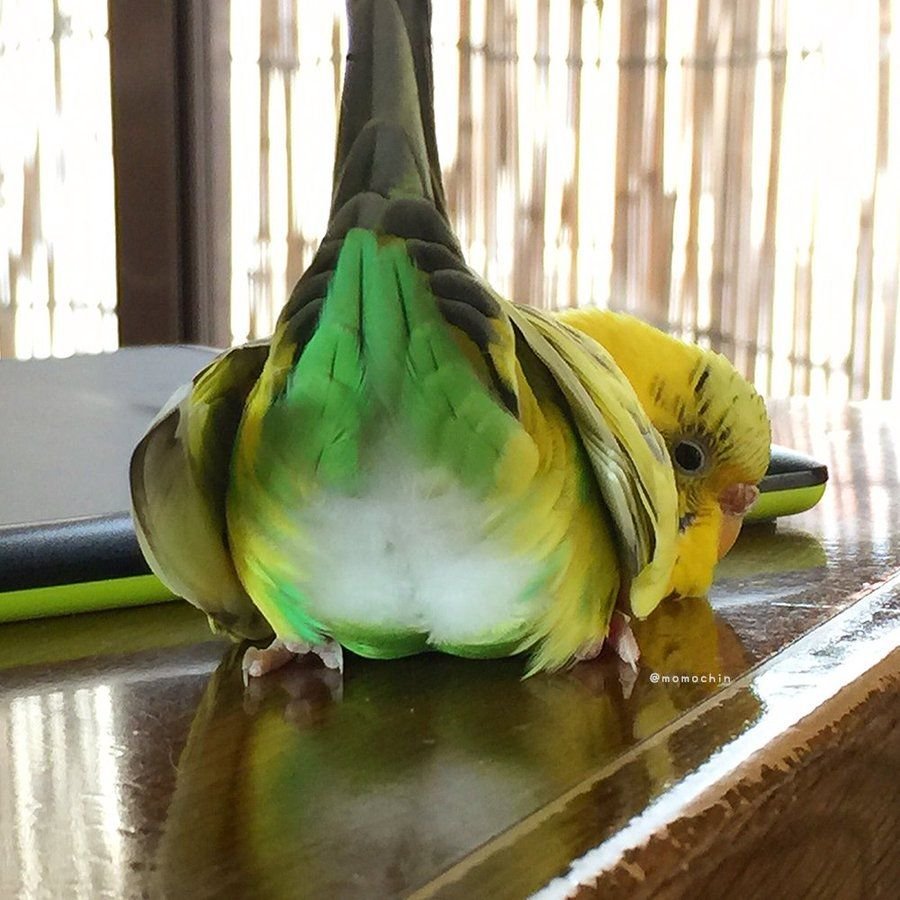 Анекдот про попугая