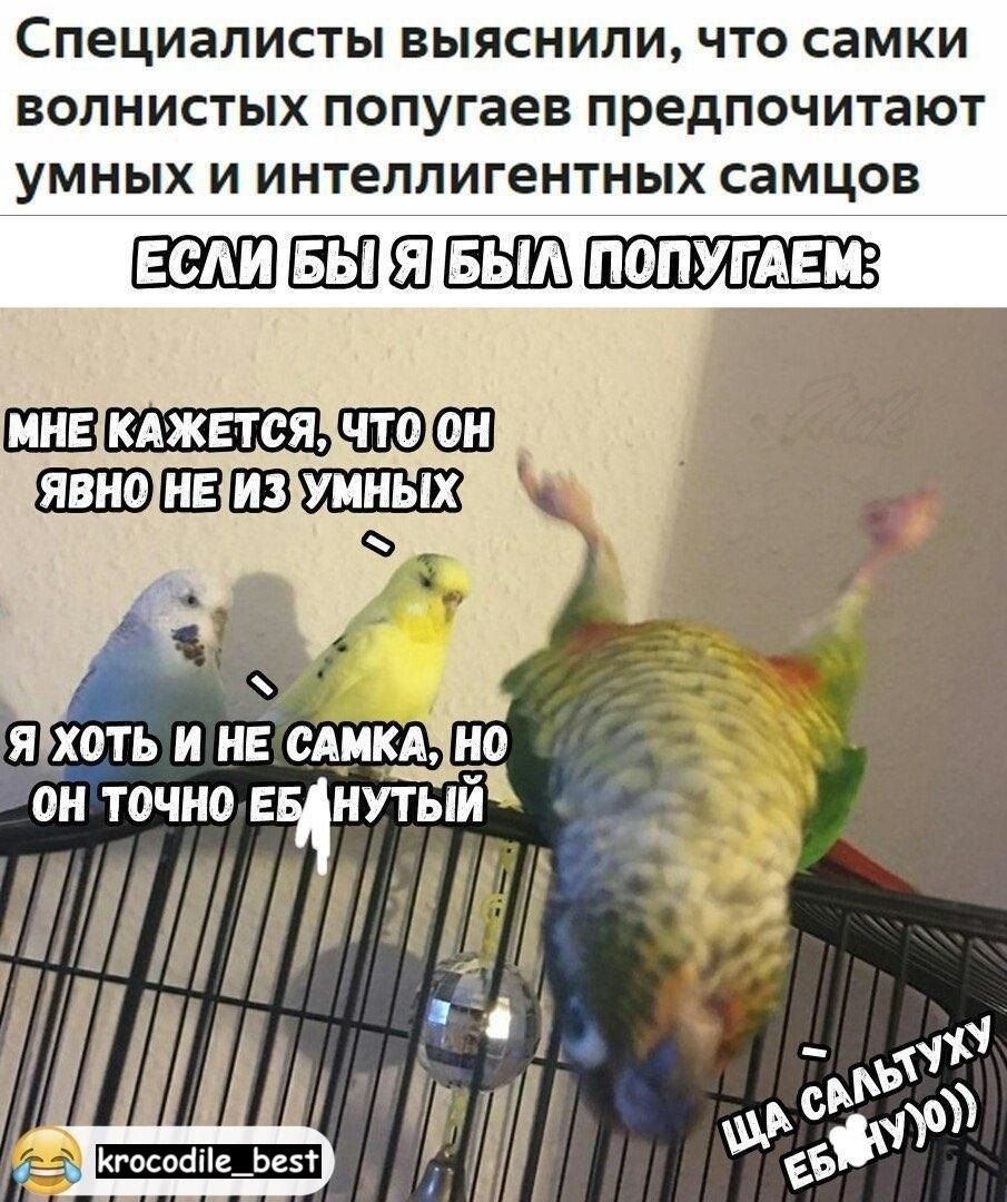Мемы с попугаем в зеркале