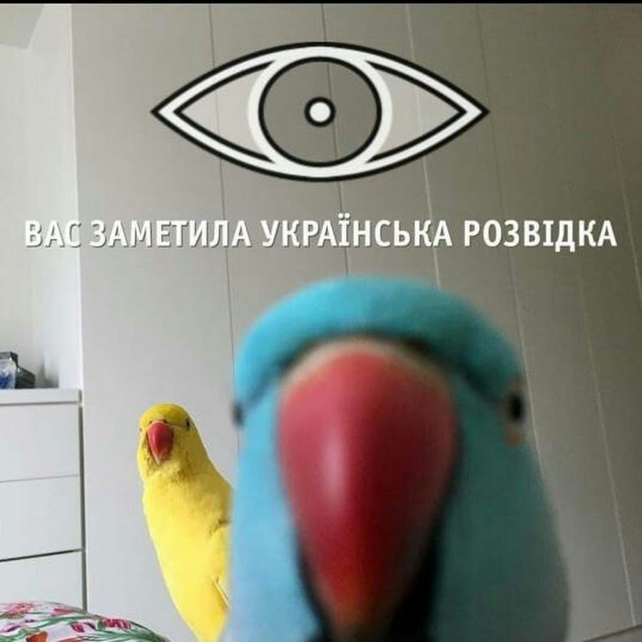 Мем с попугаем