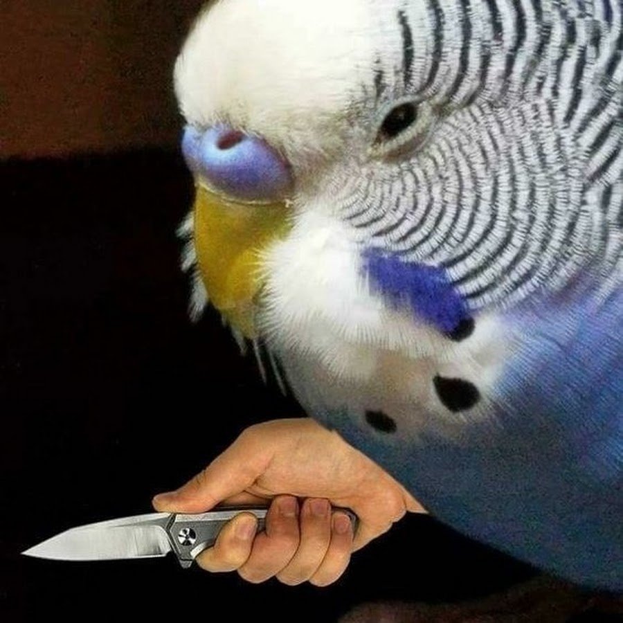 Пикчи с попугаями