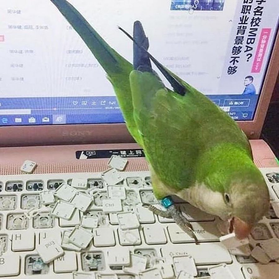 Жако и корелла