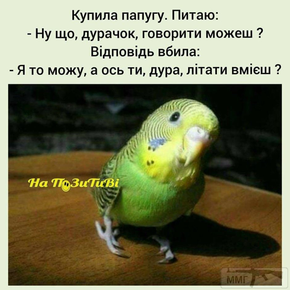 Мемы про попугаев Угарные