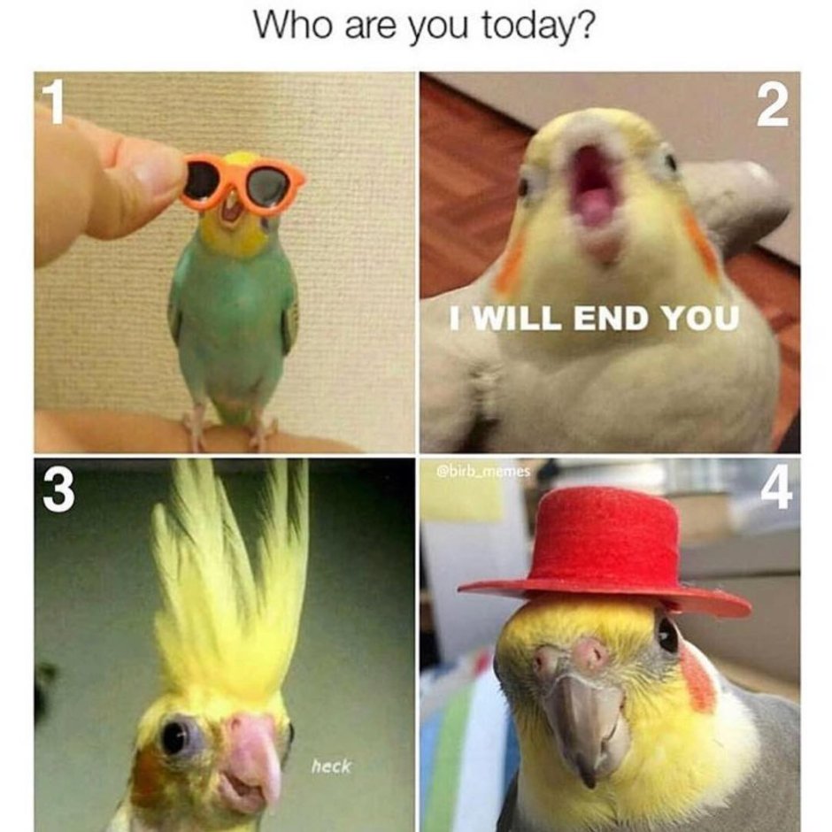 Попугай нажремся