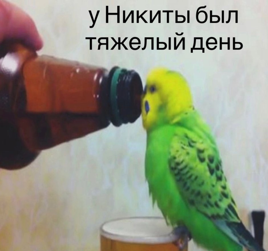 Волнистый попугай смешной