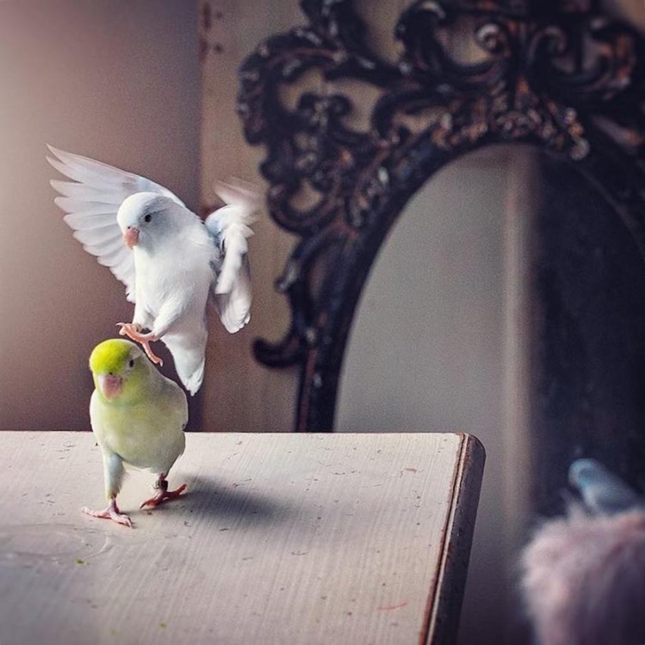 Приколы с котами и попугаями