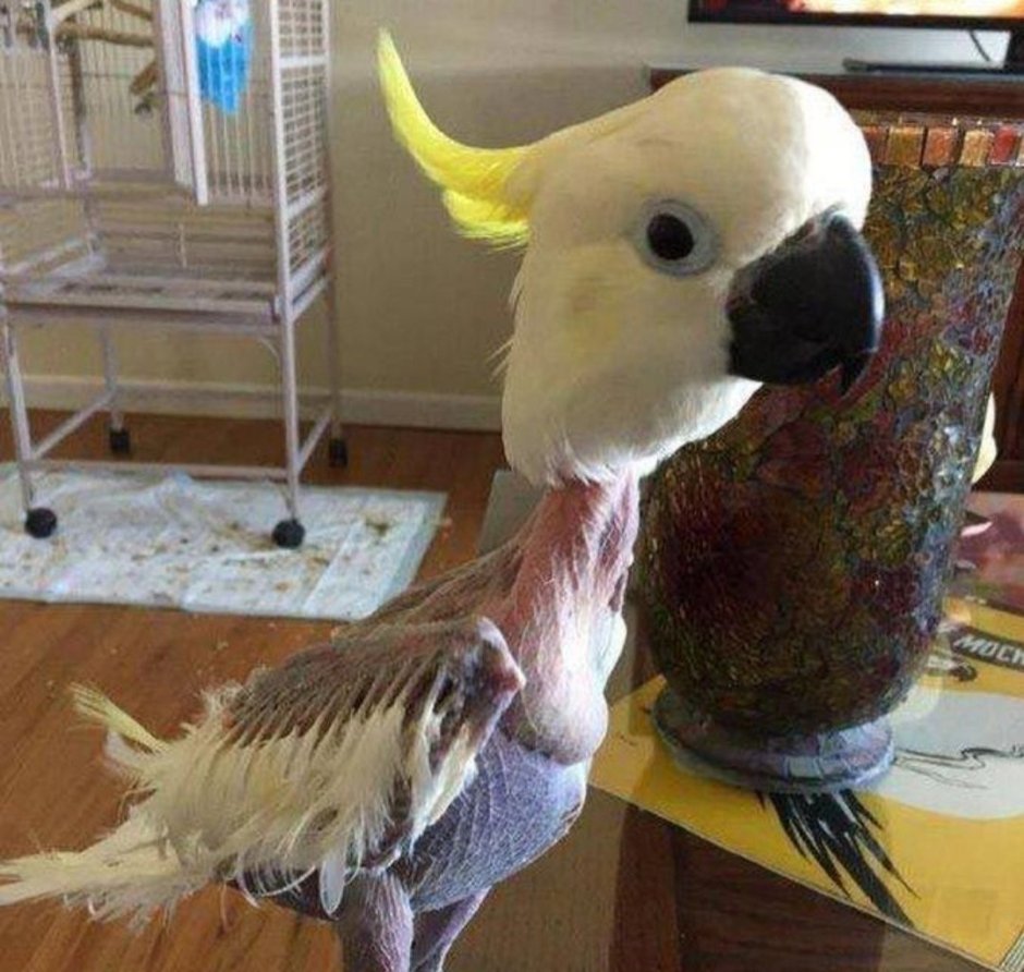 Попугай Иннокентий