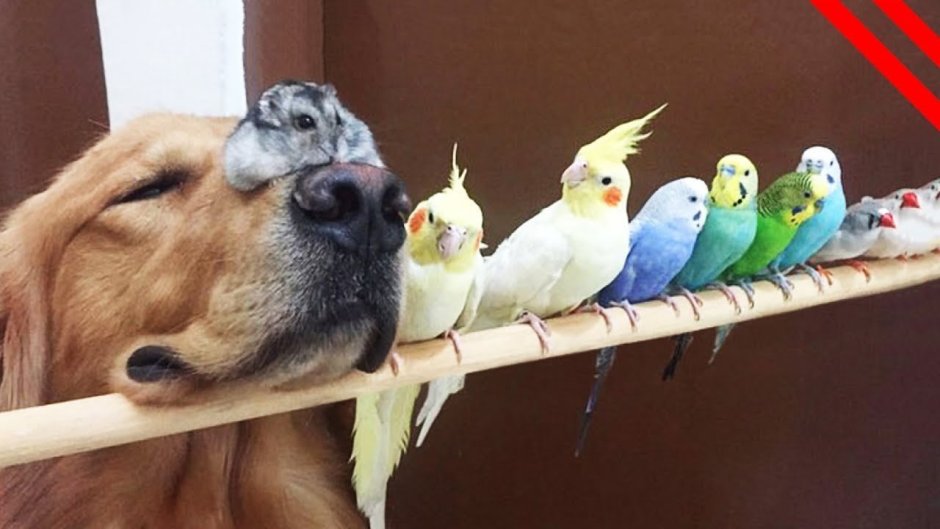 Попугай корелла смешной