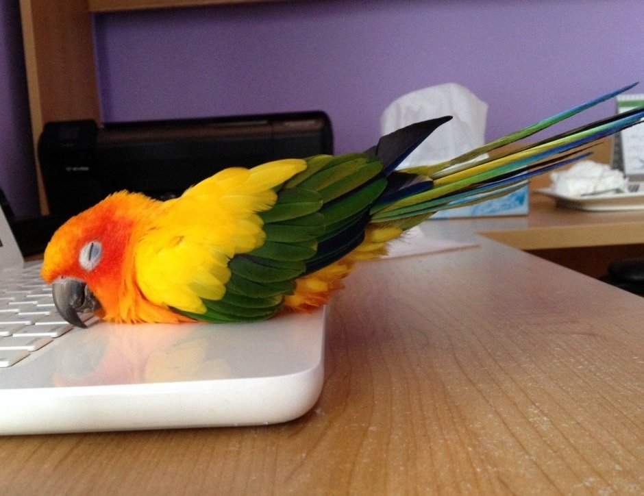 Попугай Мем