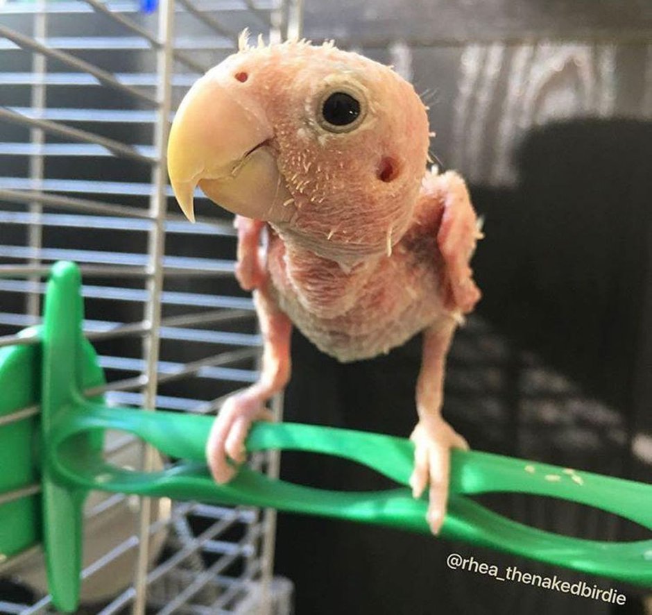 Милые волнистые попугайчики