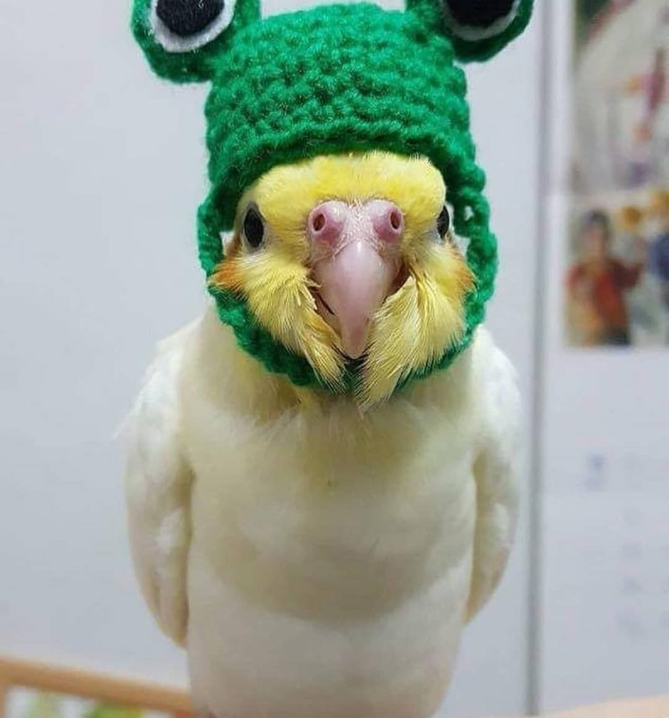 Попугай комикс Chicken thoughts еда