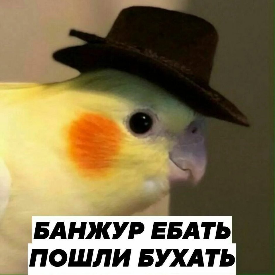 Собака и попугай