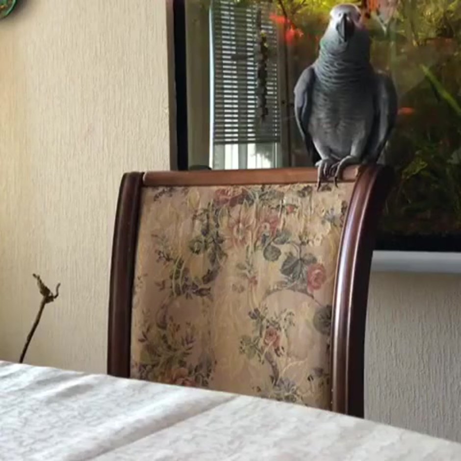 Попугай в очках