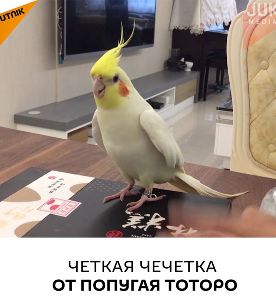 Неразлучники попугаи арбузик