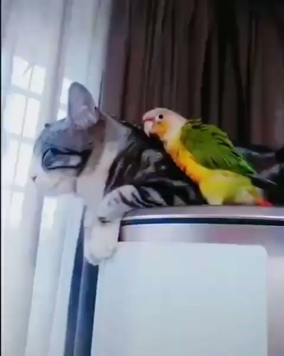 Попугай в шоке