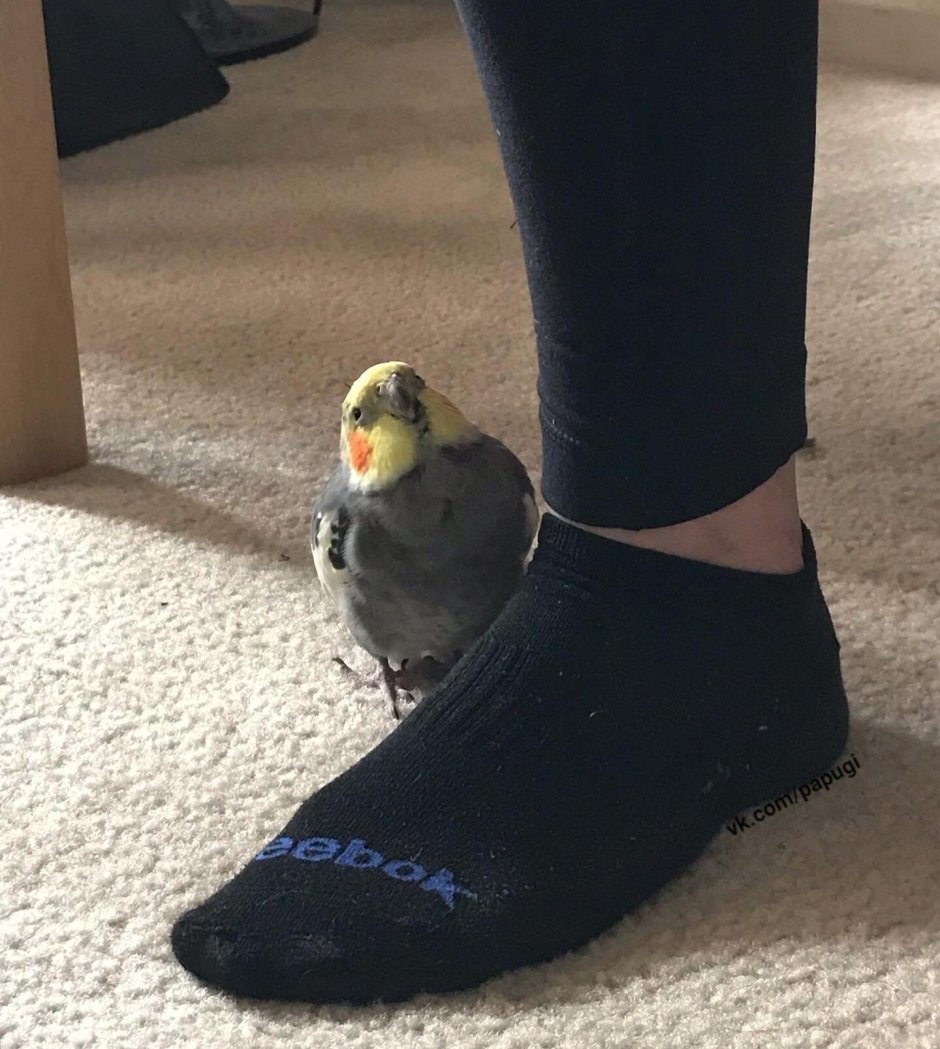 Попугайчики корелла милые