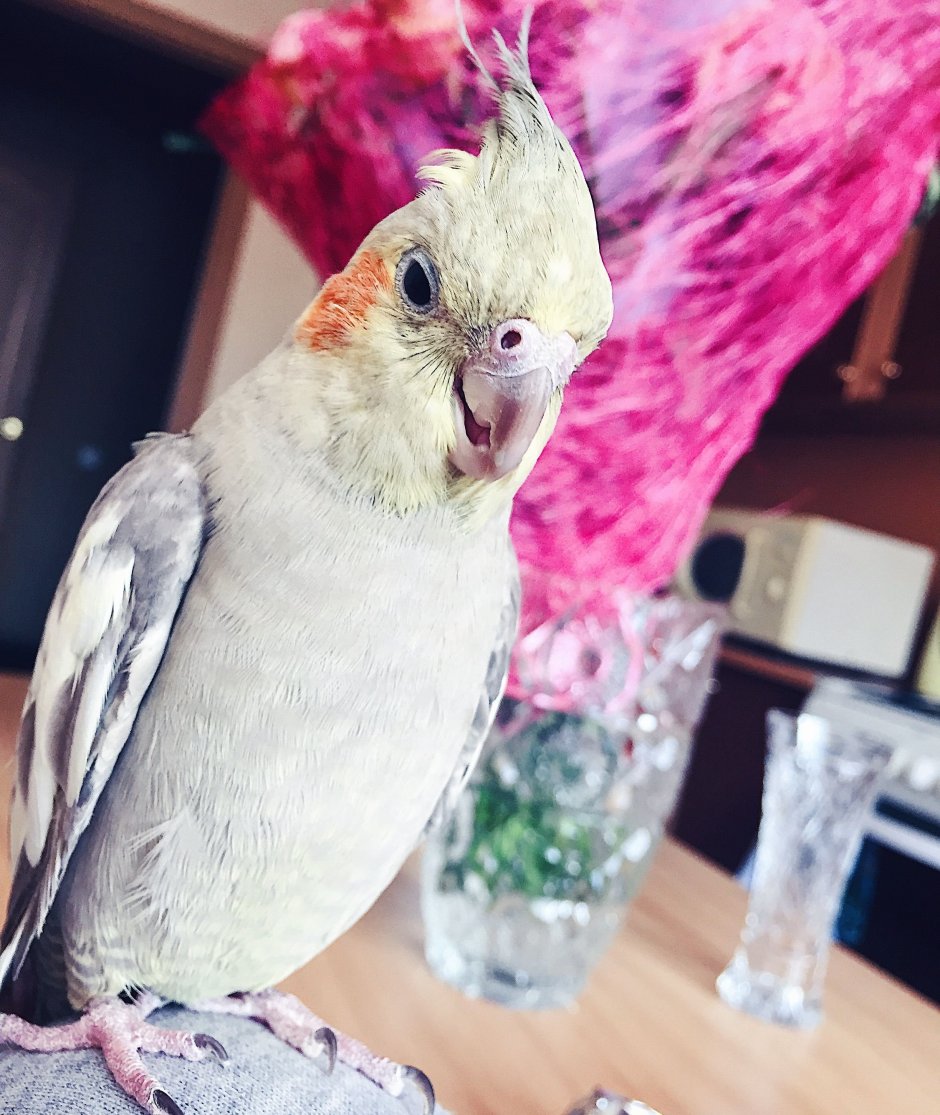 Смешные попугаи