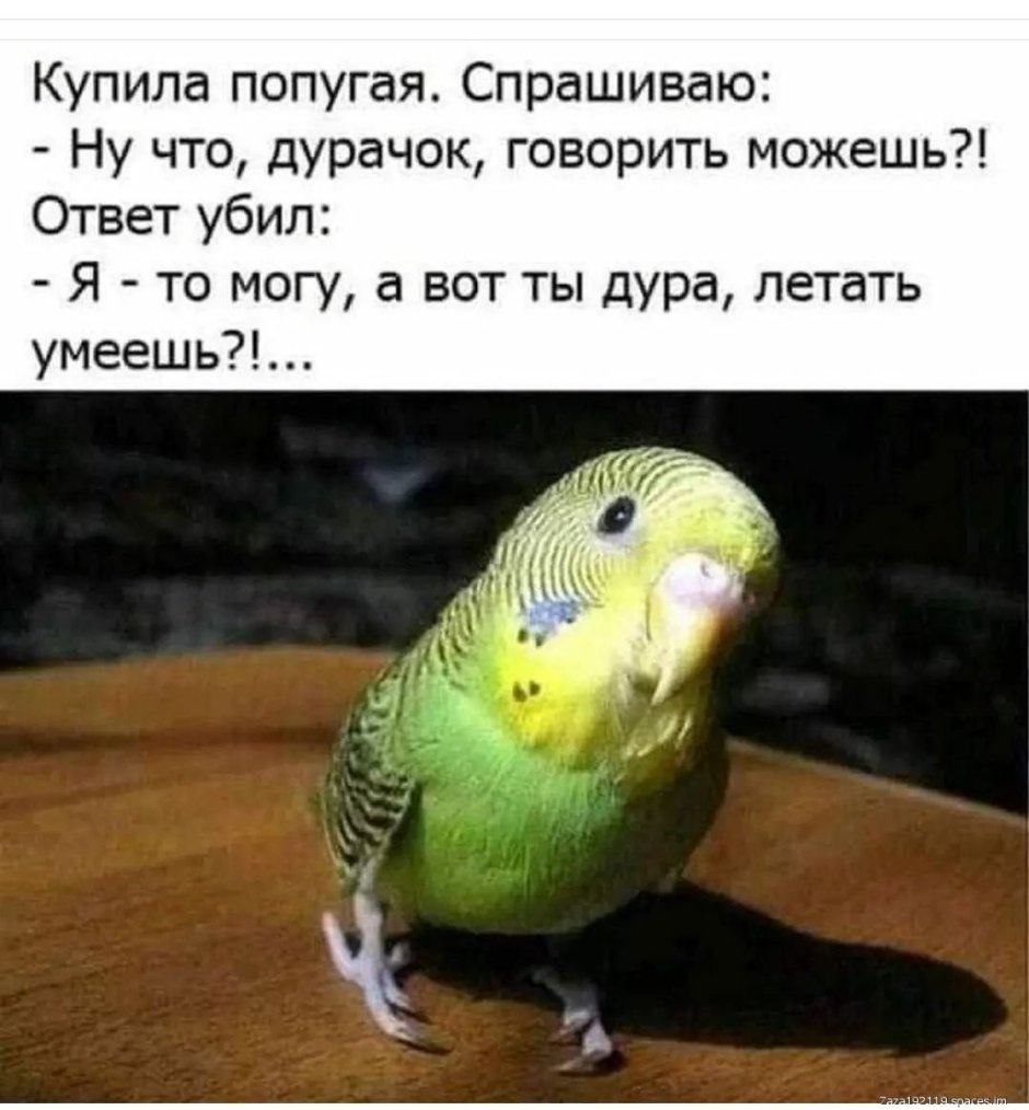 Милые попугайчики