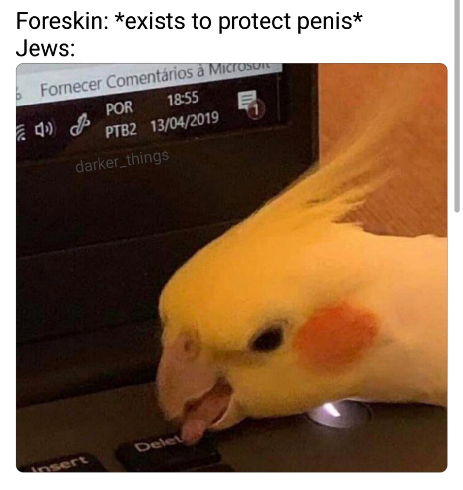 Попугай Мем