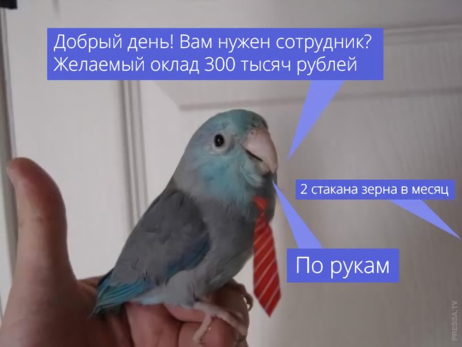 Смешной попугай в очках