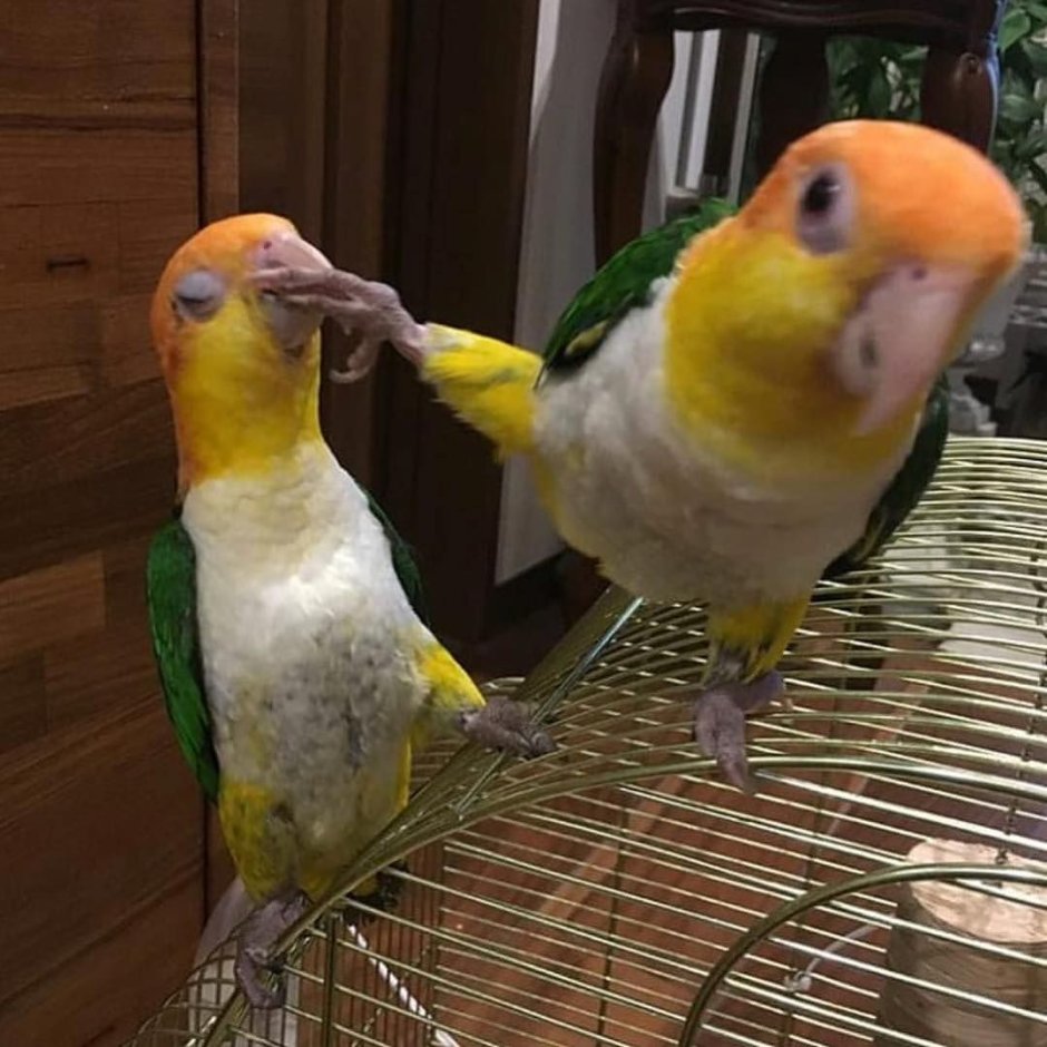 Лысый попугай неразлучник