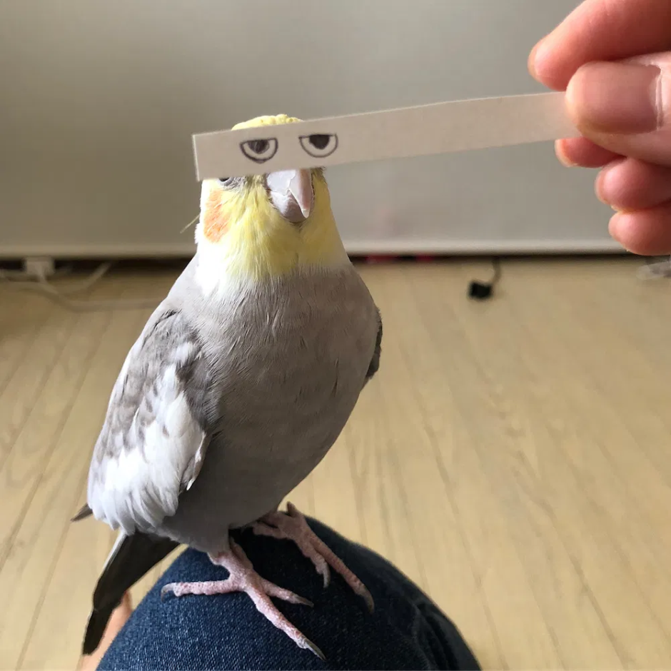 Попугай корелла с шляпой