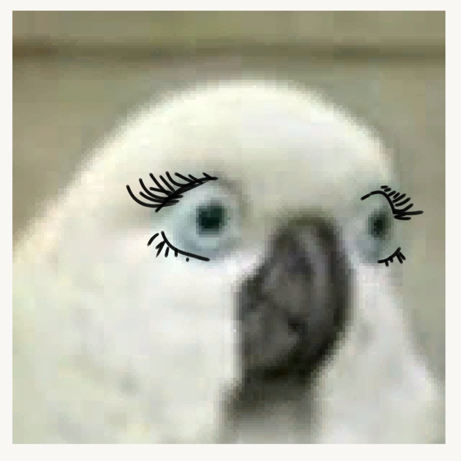 Попугай дружит с котом