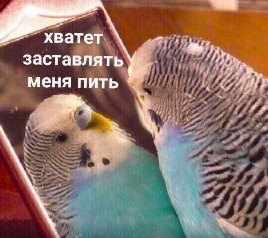 Две забавные птички как правило писать