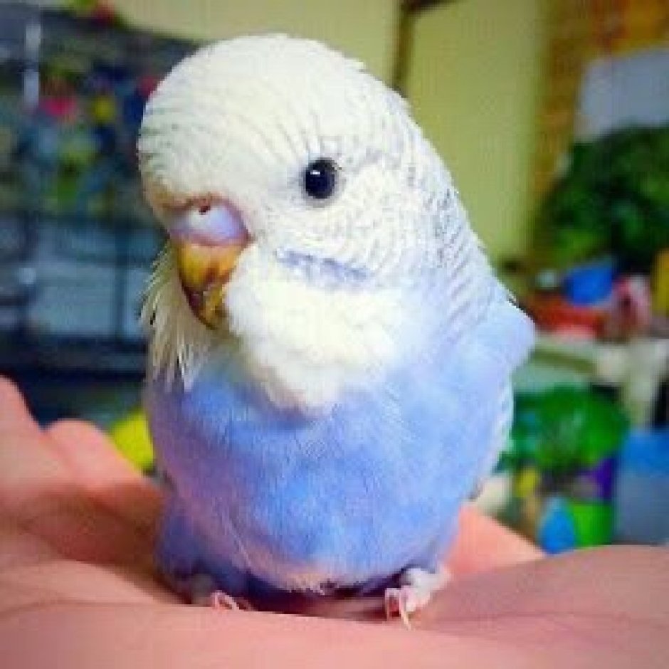 Попугай боится