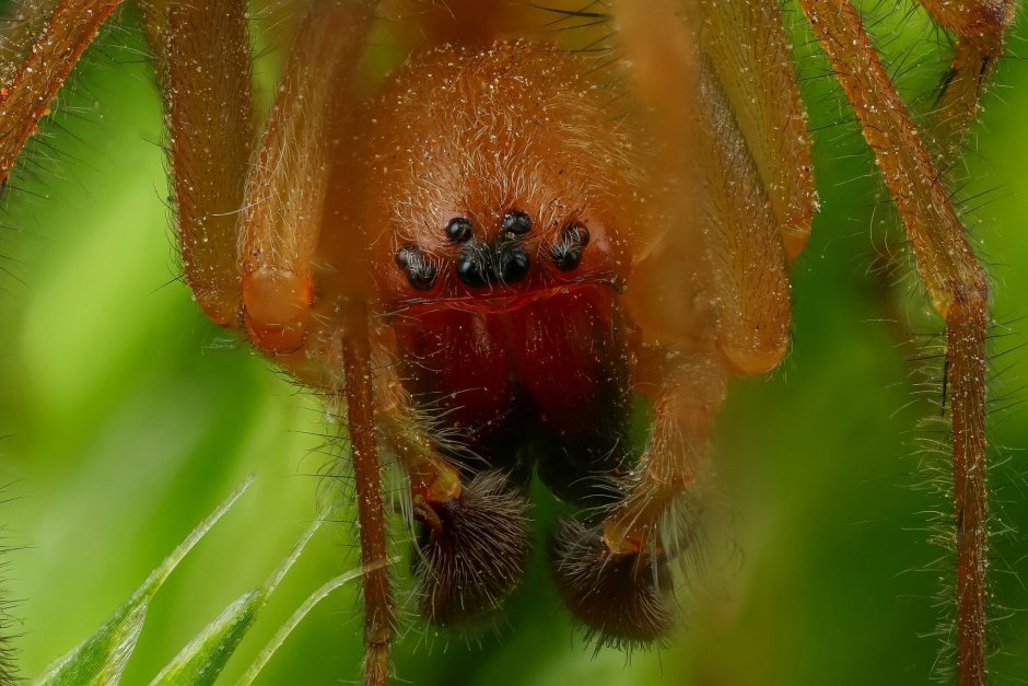 Паук Cheiracanthium punctorium ядовитый